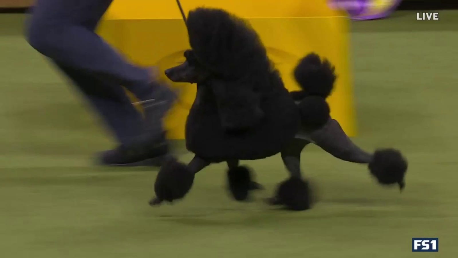 Sage the Miniature Poodle wins Best in Show at the Westminster Kennel Club